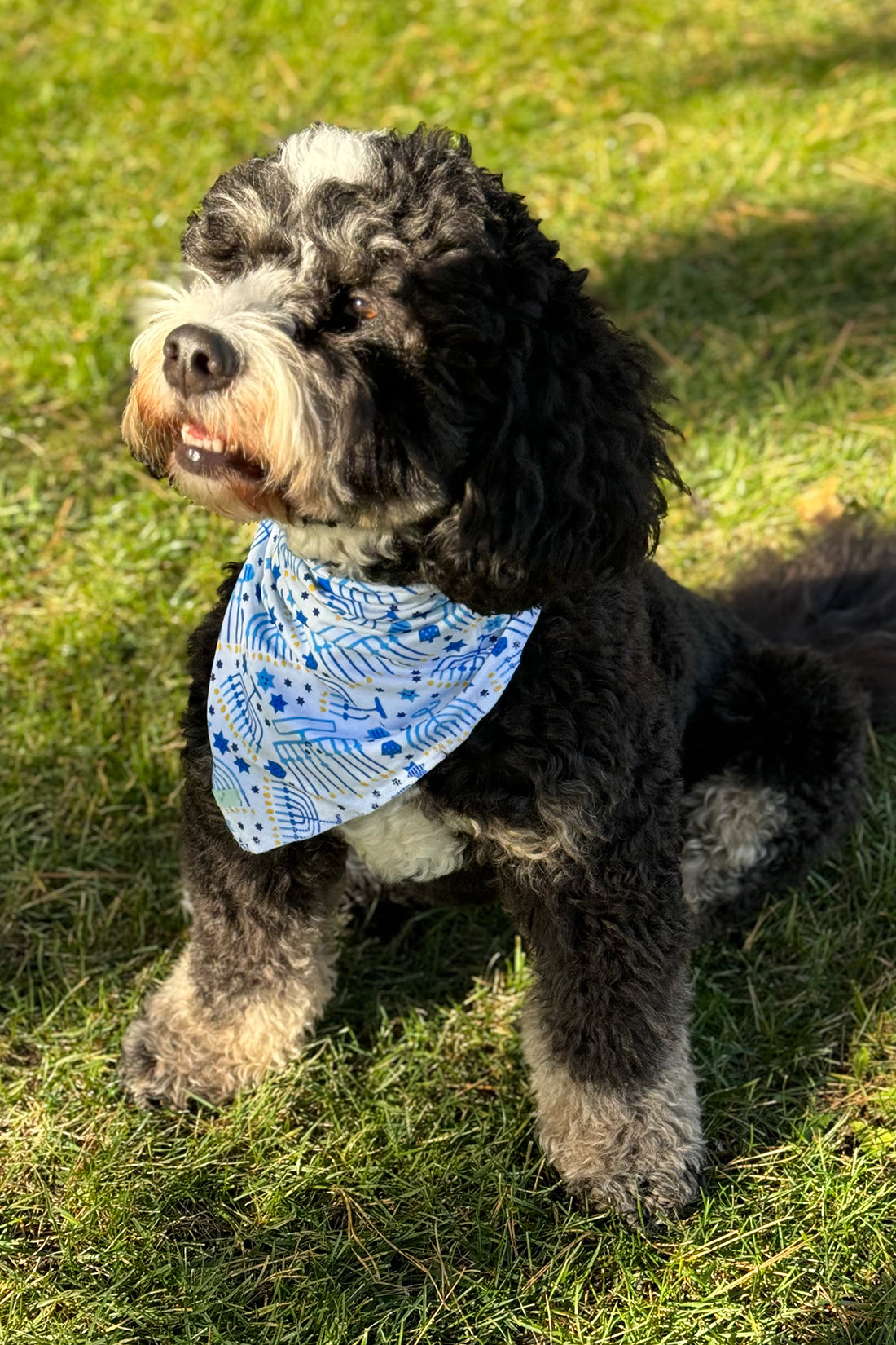 Pet Bandana - Hanukkah